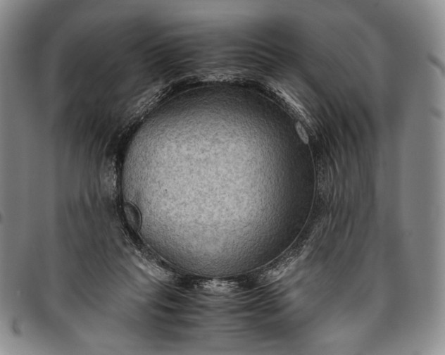 X0000096640261200802191226