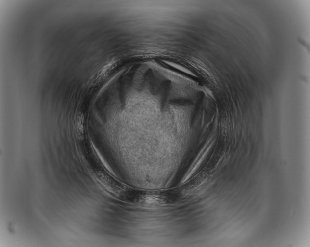 X0000096640264200802191226