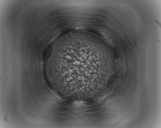 X0000096640269200802191226