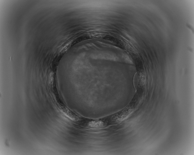 X0000096640271200802191226