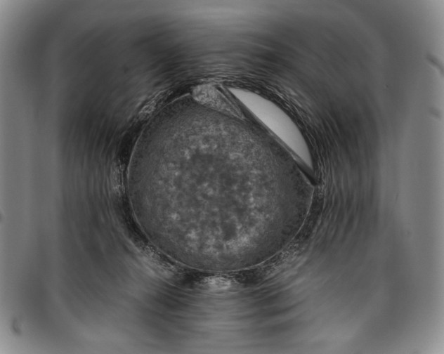 X0000096640272200802191226