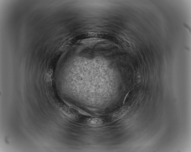 X0000096640275200802191226