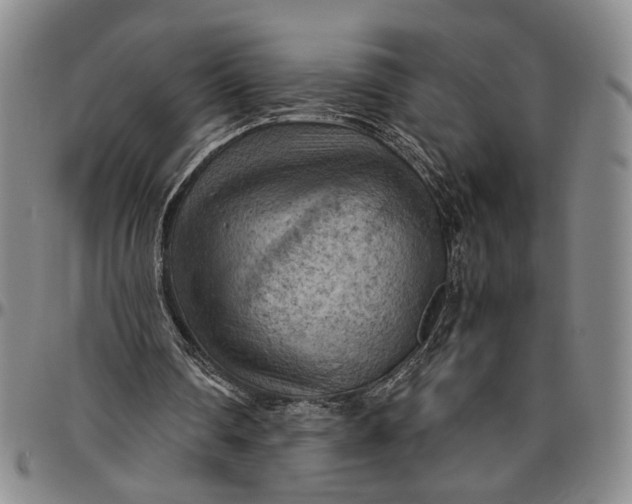 X0000096640290200802191226