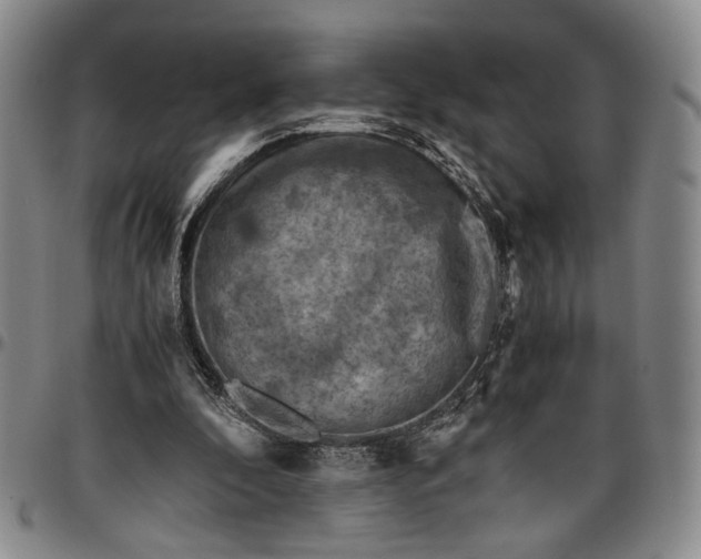 X0000096640296200802191226