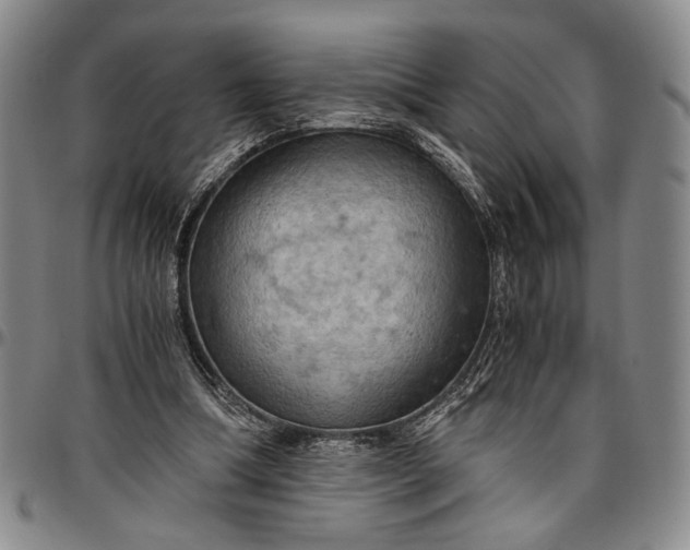 X0000096640298200802191226