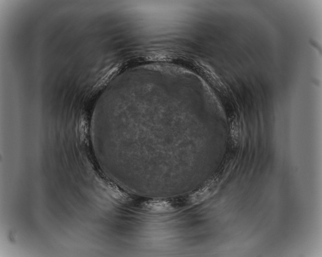 X0000096640322200802191225