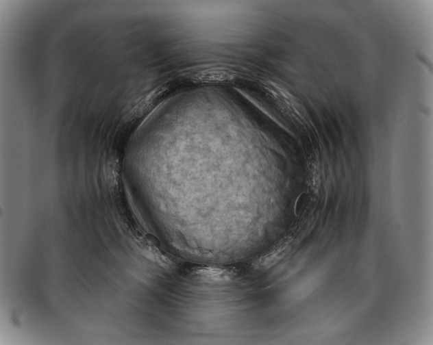 X0000096640326200802191225