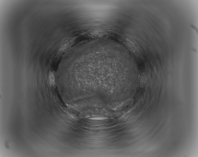 X0000096640335200802191225