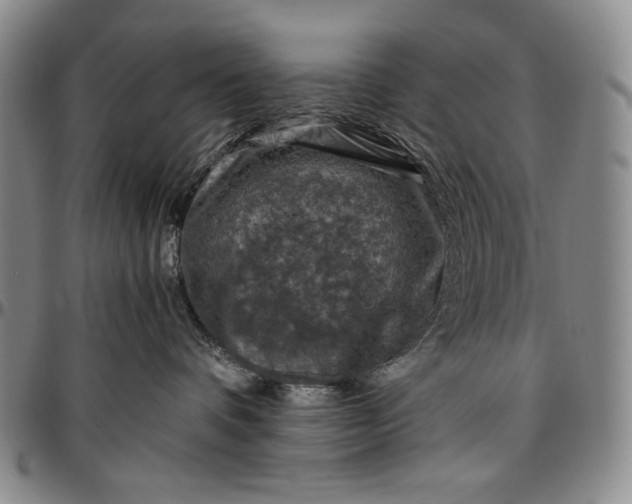 X0000096640336200802191225