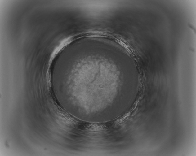 X0000096640343200802191225