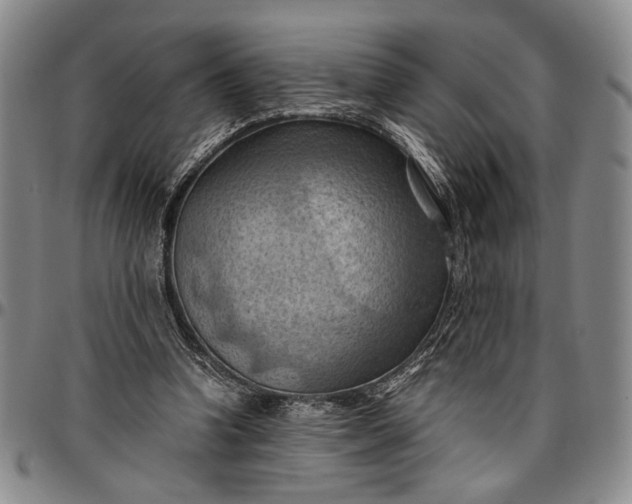 X0000096640346200802191225