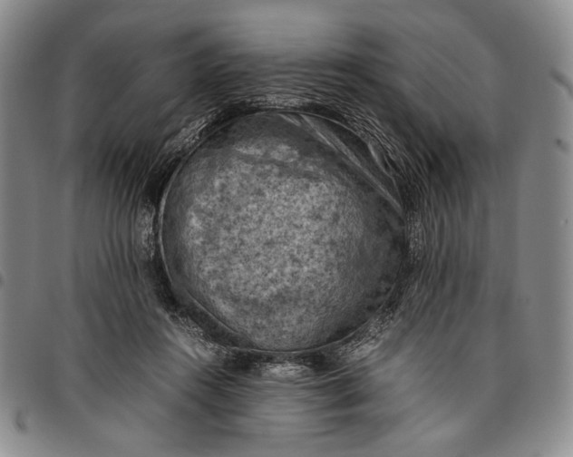 X0000096640360200802191225