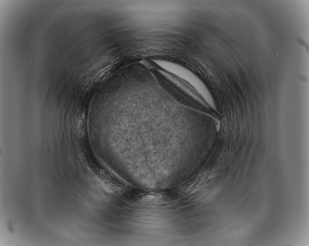 X0000096640364200802191225