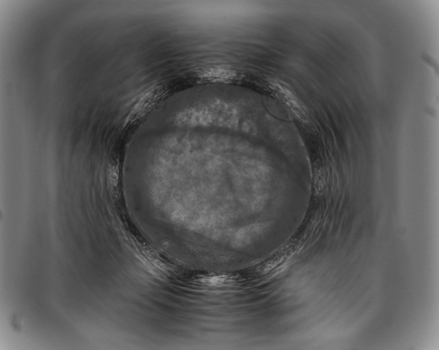 X0000096640365200802191225