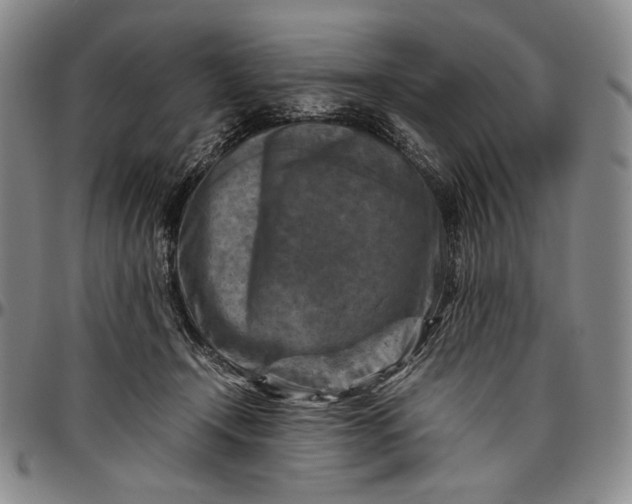 X0000096640366200802191225