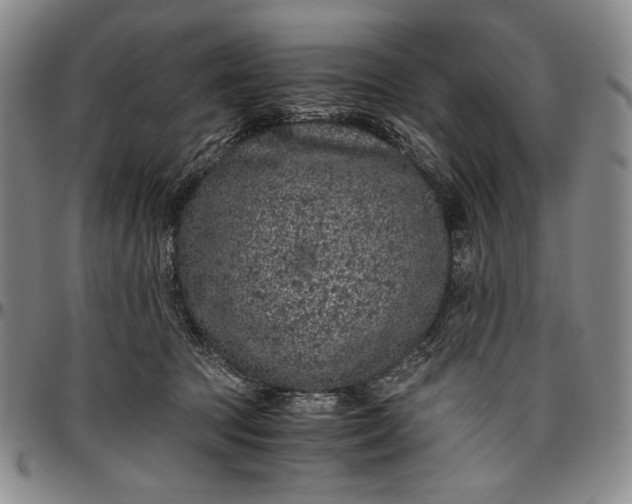 X0000096640369200802191225