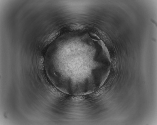 X0000096640378200802191225