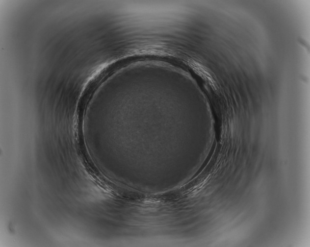 X0000096640388200802191224