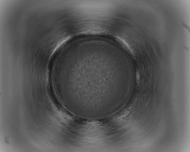 X0000096640396200802191224