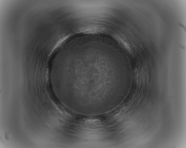 X0000096640400200802191224