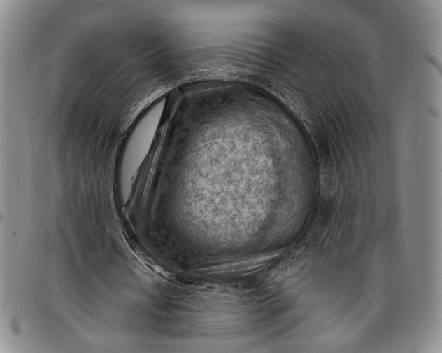 X0000096640434200802191223