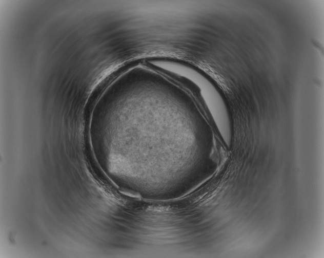 X0000096640440200802191223