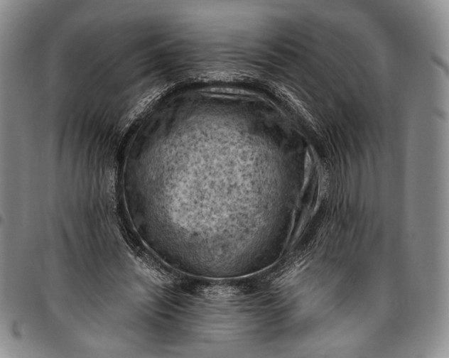 X0000096640444200802191223