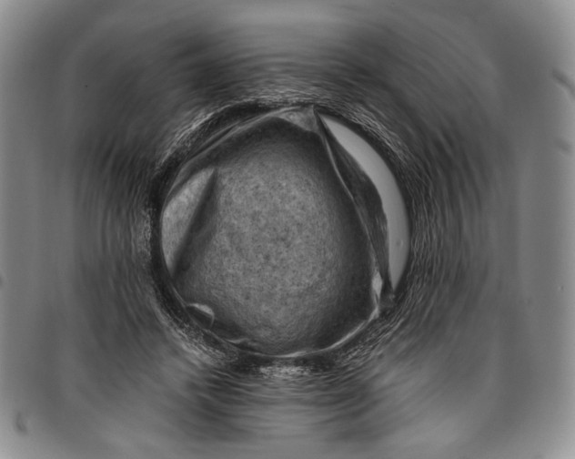 X0000096640448200802191223