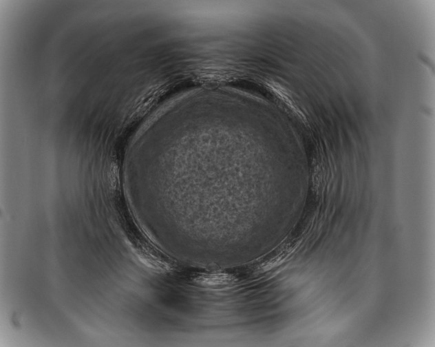 X0000096640459200802191224