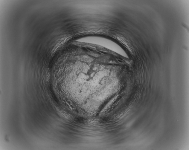 X0000096640495200802191223