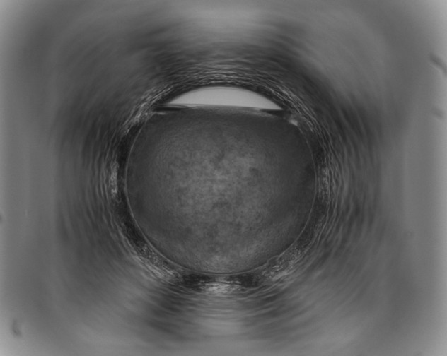 X0000096640504200802191223