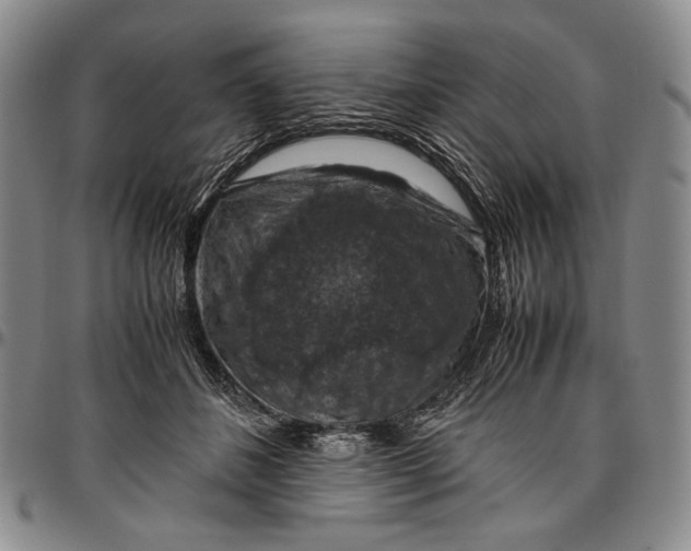 X0000096640508200802191223