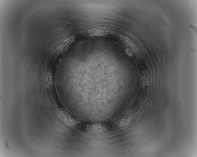 X0000096640546200802191222