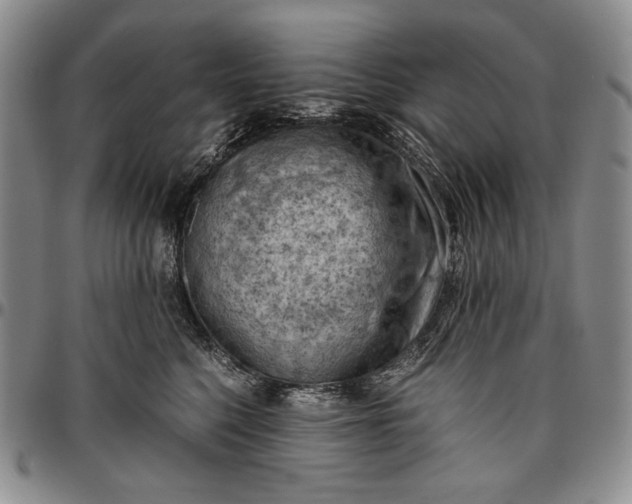 X0000096640568200802191222