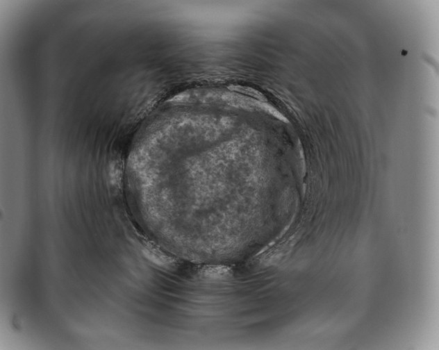 X0000096640576200802191222