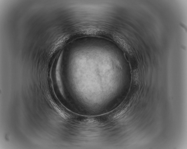 X0000096640589200802191222