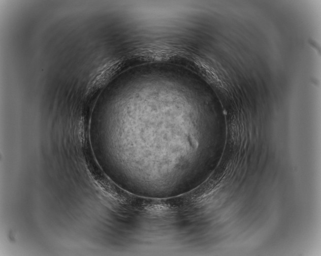 X0000096640594200802191222