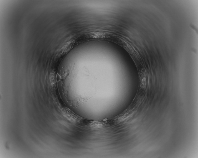 X0000096640620200802191221