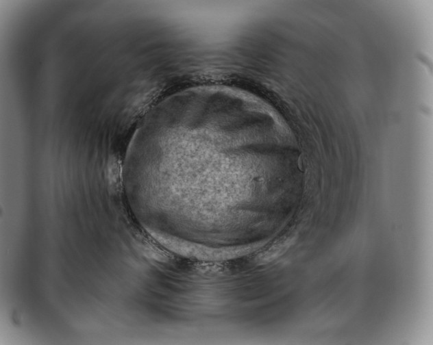 X0000096640624200802191221