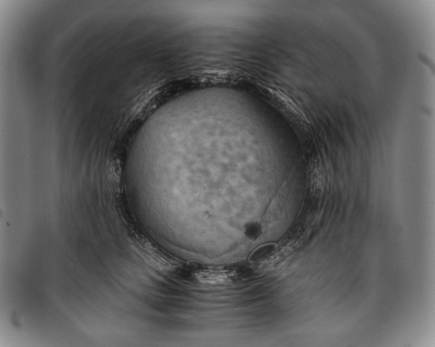 X0000096640661200802191221