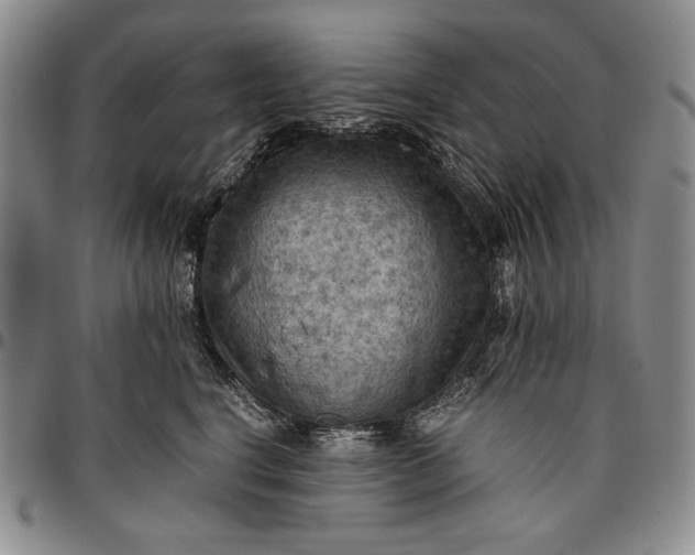 X0000096640664200802191221