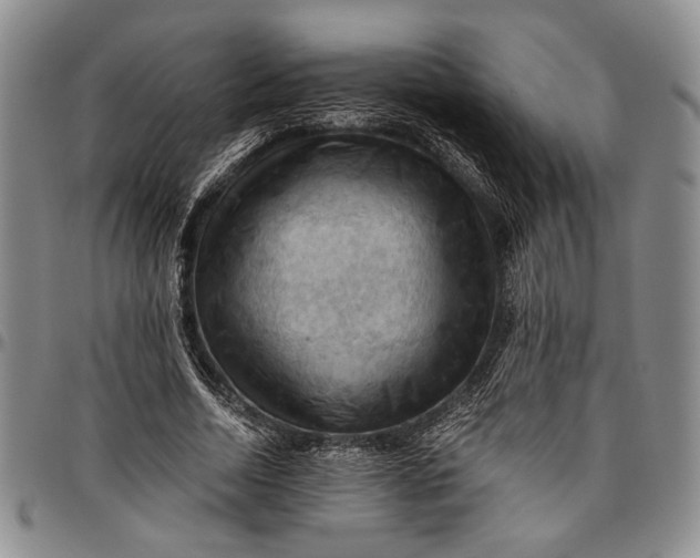 X0000096640730200802191219