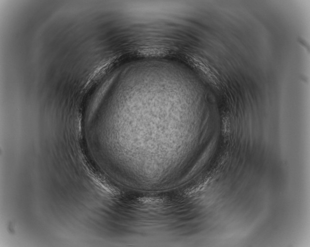 X0000096640733200802191219