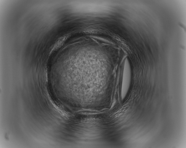 X0000096640734200802191219