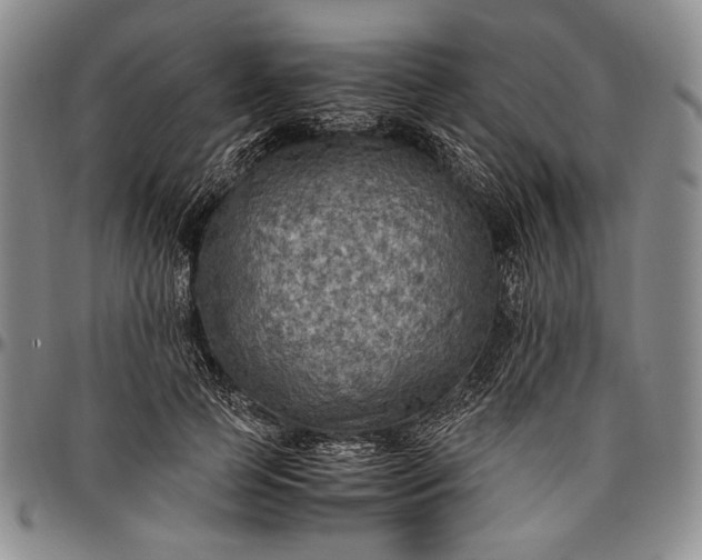 X0000096640745200802191219