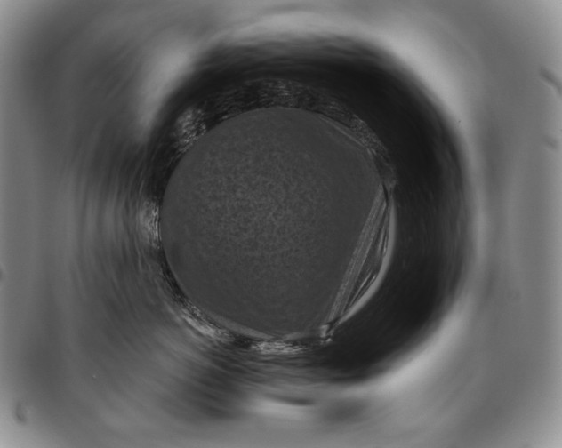 X0000096640766200802191219