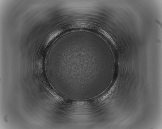 X0000096640826200802191217