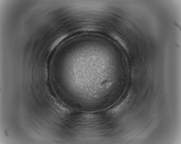 X0000096640829200802191217