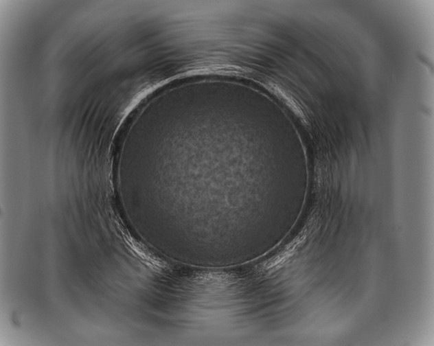 X0000096640830200802191217