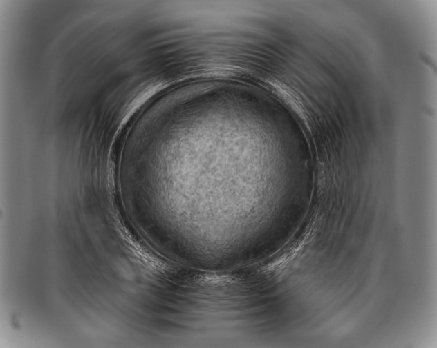 X0000096640835200802191217